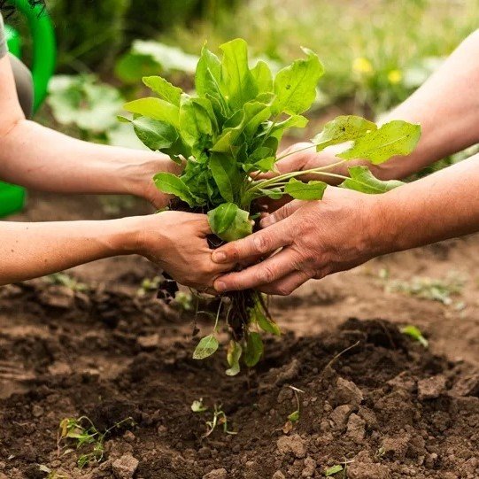 desarrollo-sostenible-1-1